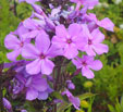 Phlox paniculata 'Blue Evening''