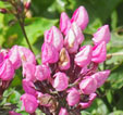 Phlox paniculata 'Natural Feelings'