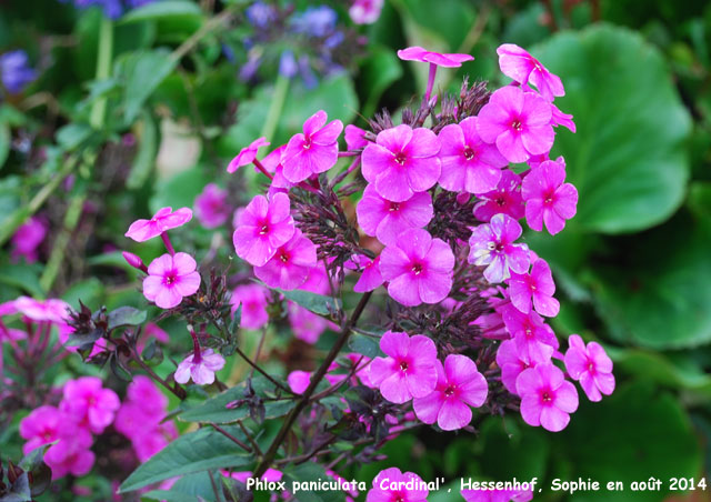 Phlox paniculata 'Cardinal'