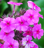 Phlox paniculata 'Cardinal'