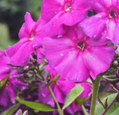 Phlox paniculata 'Delilah'