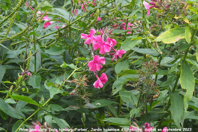 Phlox paniculata 'Dodo Hanbury-Forbes'