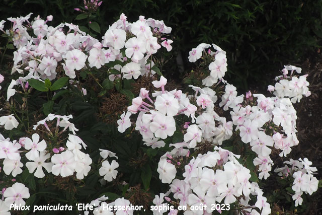 Phlox paniculata 'Elfe'