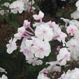 Phlox paniculata 'Elfe'