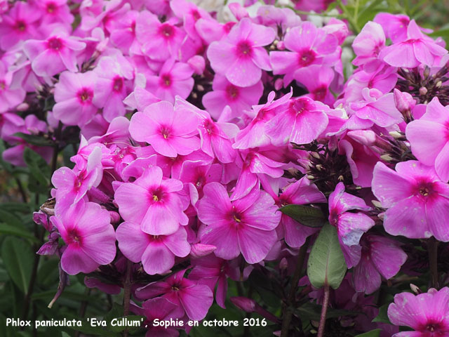 Phlox paniculata 'Eva Cullum'