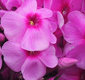 Phlox paniculata 'Eva Cullum''