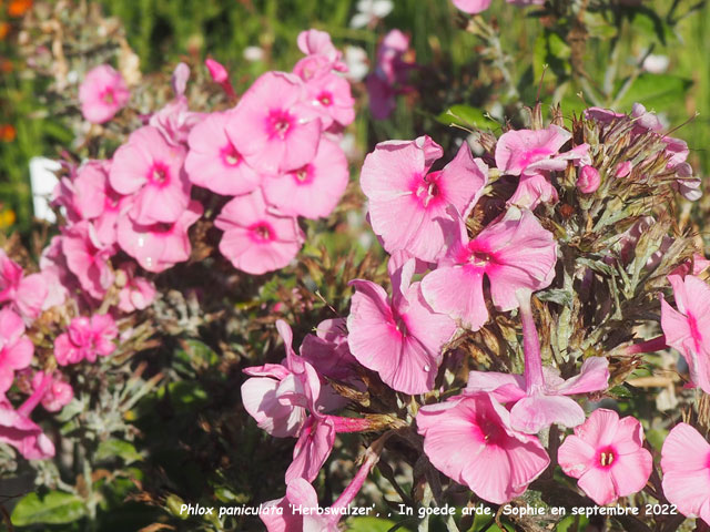 Phlox paniculata 'Herbstwalzer'