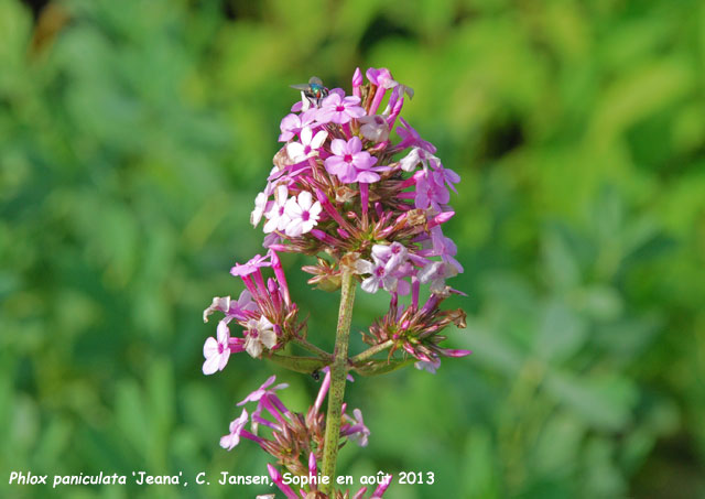 Phlox paniculata 'Jeana'