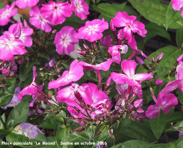 Phlox paniculata 'Le Moisnil'