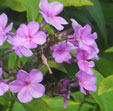 Phlox paniculata 'Miss Kelly'