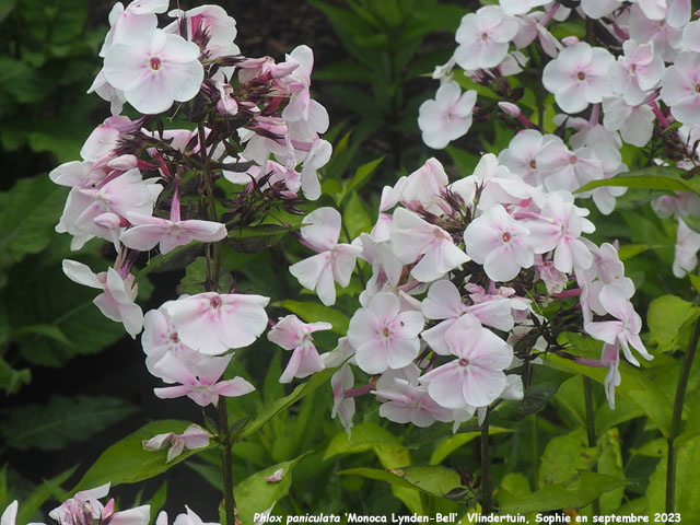 Phlox paniculata 'Monica Lynden-Bell'