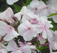 Phlox paniculata 'Monica Lynden-Bell'