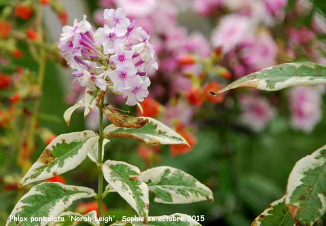 Phlox paniculata 'Norah Leigh'