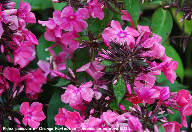 Phlox paniculata 'Orange Perfection'