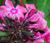 Phlox paniculata 'Orange Perfection'