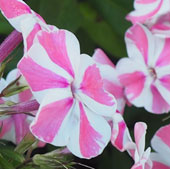 Phlox paniculata 'Peppermint Stick'