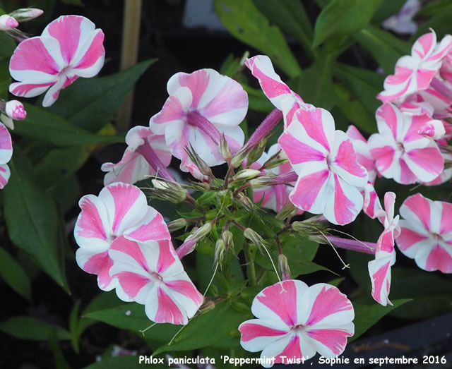 Phlox paniculata 'Peppermint Stick'