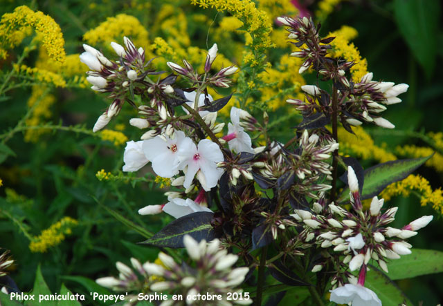 Phlox paniculata 'Popeye'