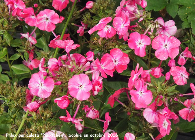 Phlox paniculata 'Pünktchen''