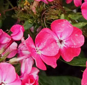 Phlox paniculata ''Pünktchen'