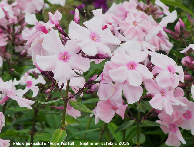 Phlox paniculata 'Rosa Pastell'