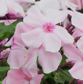 Phlox paniculata 'Rosa Pastell''
