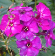 Phlox paniculata 'Shapka Monomaka'
