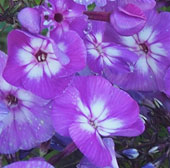 Phlox paniculata 'Uspekh'
