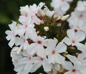 Phlox paniculata 'Popeye'