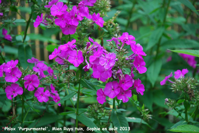 Phlox paniculata 'Purpurmantel''