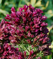 Phlox paniculata 'Red Feelings'