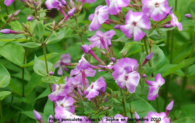 Phlox paniculata 'Uspeck'