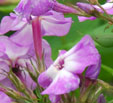 Phlox paniculata 'Uspeck''