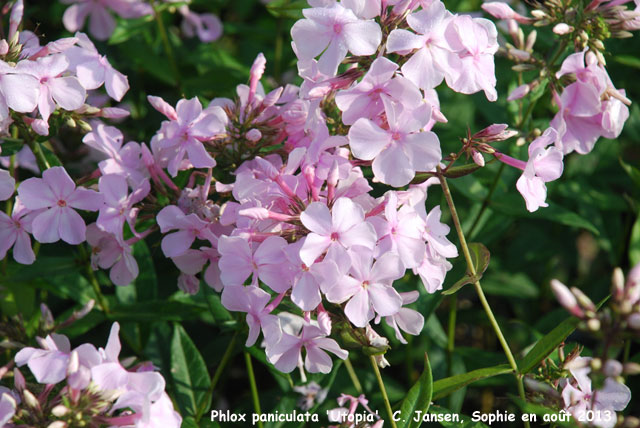 Phlox paniculata 'Utopia'