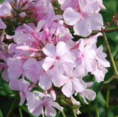 Phlox paniculata 'Utopia'