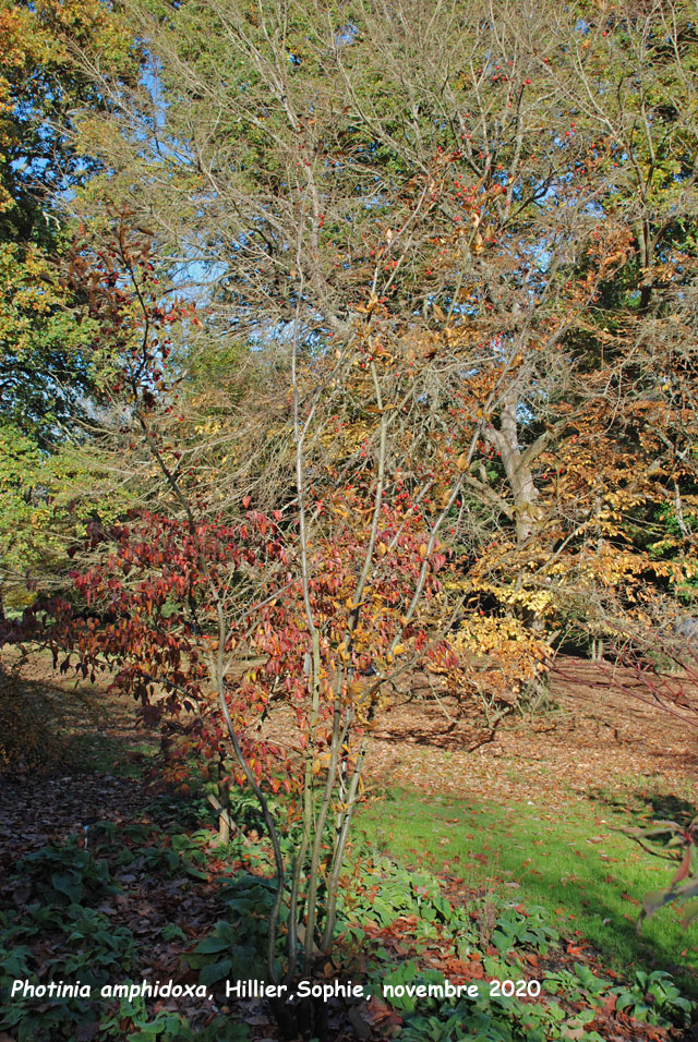 Photinia amphidoxa