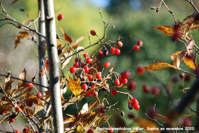 Photinia amphidoxa