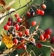 Photinia amphidoxa