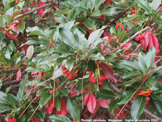 Photinia davidiana