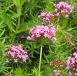 Phuopsis stylosa 'Purpurea'