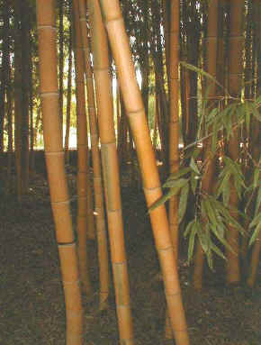 Phyllostachys edulis 'Bicolor'