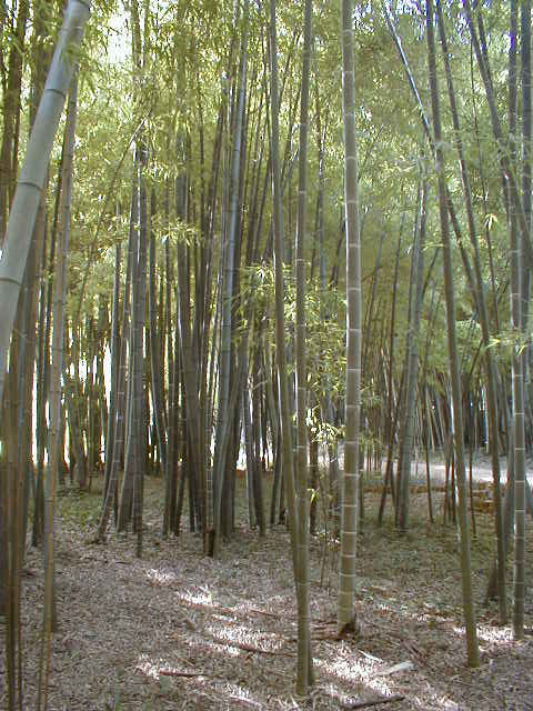 Phyllostachys edulis