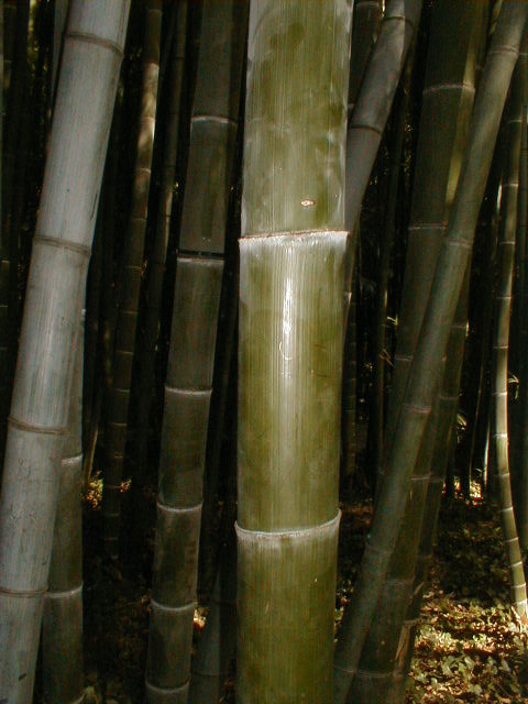 Phyllostachys edulis