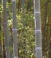 Phyllostachys edulis