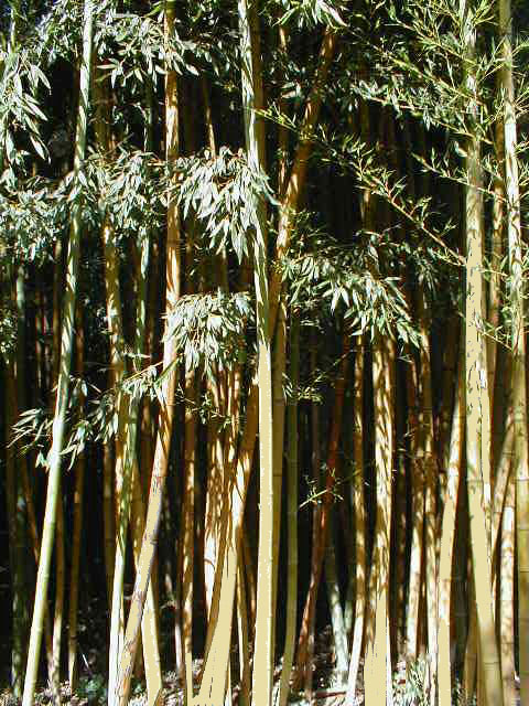 Phyllostachys sulphurea