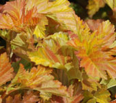 Physocarpus opulifolius 'Amber Jubilee'