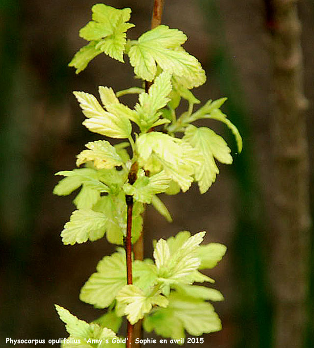 Physocarpus opulifolius 'Anny's Gold'