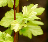 Physocarpus opulifolius 'Anny's Gold'