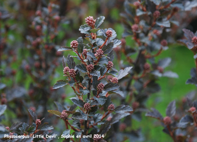 Physocarpus opulifolius 'Little Devil'l