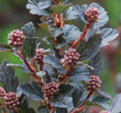 Physocarpus opulifolius cv